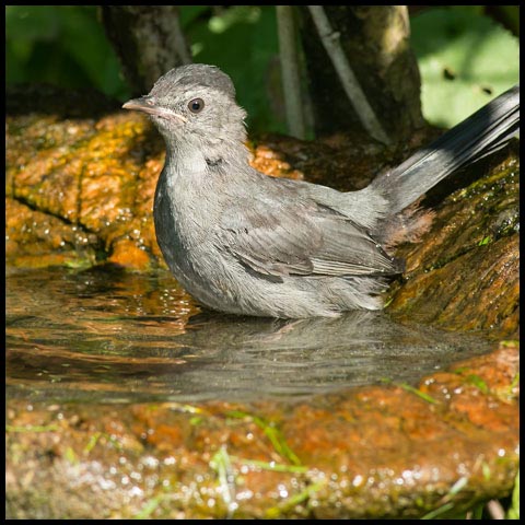 Grey Catbird