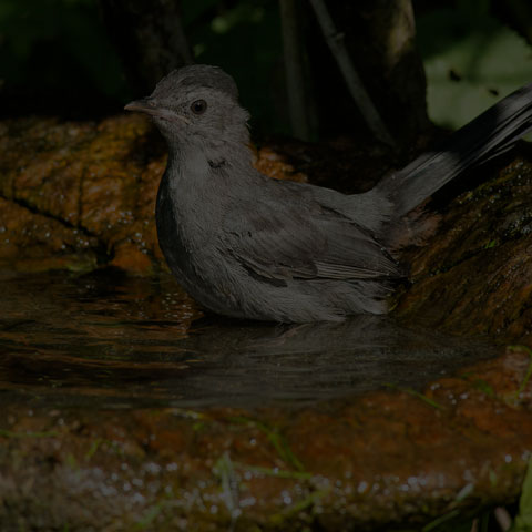 Grey Catbird