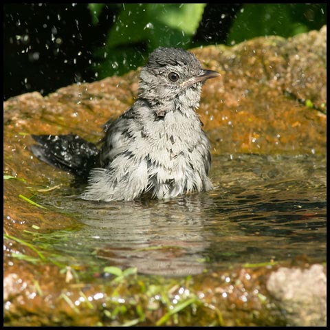 Grey Catbird