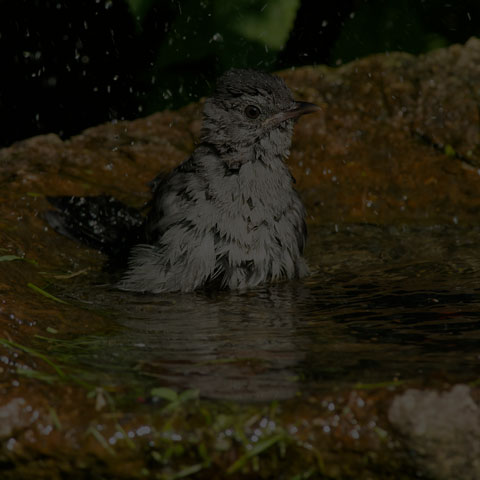 Grey Catbird