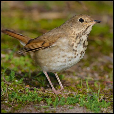 Hermit Thrush