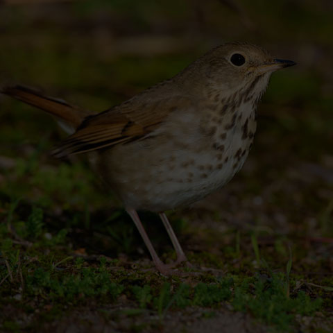 Hermit Thrush