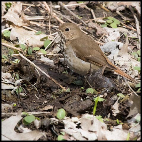 Hermit Thrush