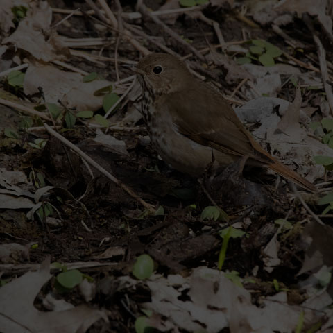Hermit Thrush