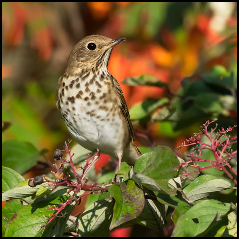 Hermit Thrush