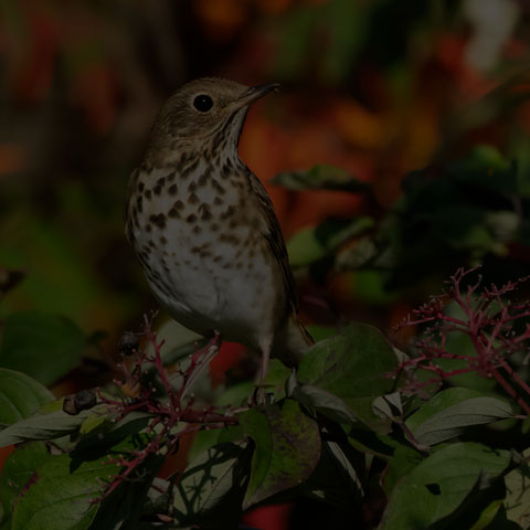 Hermit Thrush