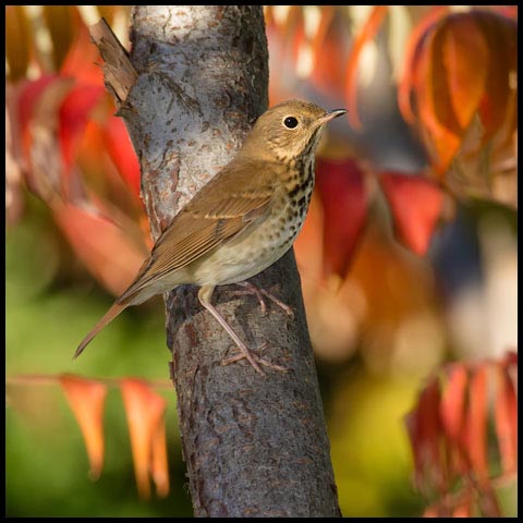 Hermit Thrush