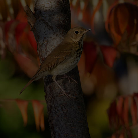 Hermit Thrush
