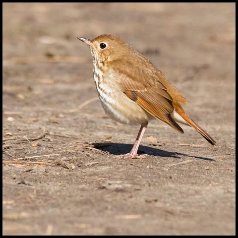 Hermit Thrush