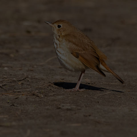 Hermit Thrush