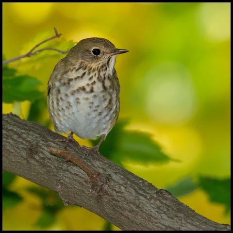 Hermit Thrush