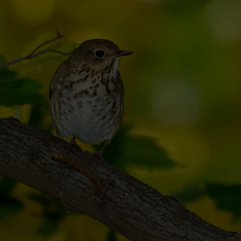 Hermit Thrush