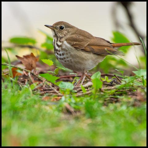 Hermit Thrush