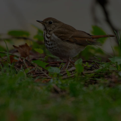 Hermit Thrush