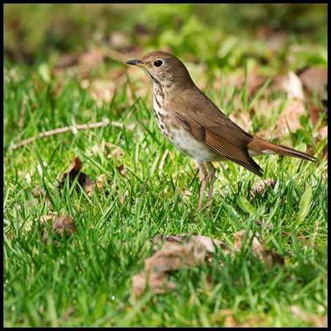 Hermit Thrush