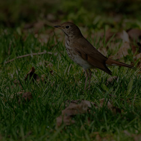 Hermit Thrush