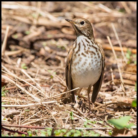 Hermit Thrush