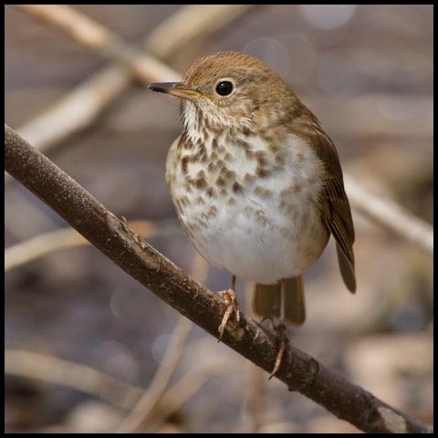 Hermit Thrush
