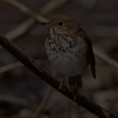 Hermit Thrush