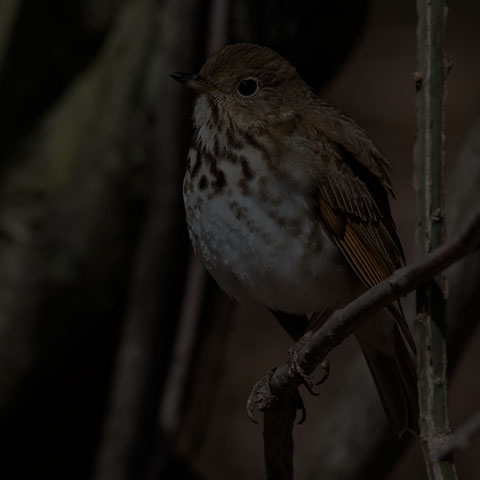 Hermit Thrush