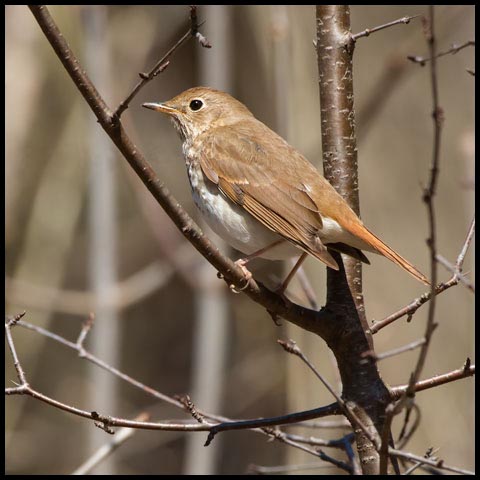 Hermit Thrush