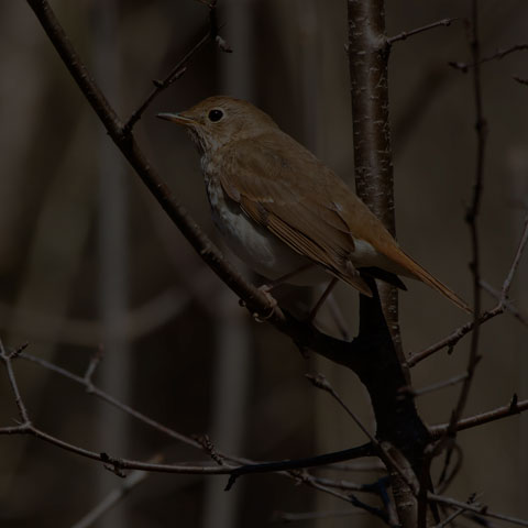 Hermit Thrush