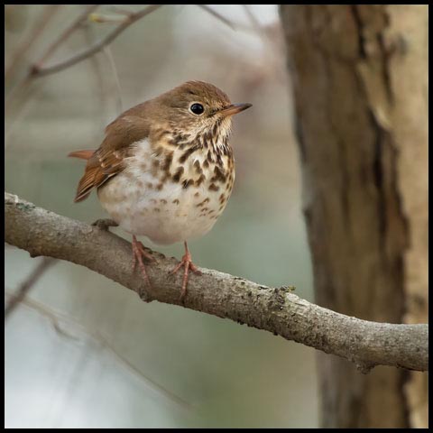Hermit Thrush