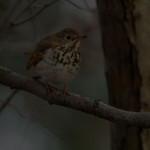 Hermit Thrush