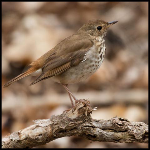 Hermit Thrush