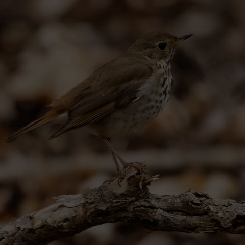 Hermit Thrush