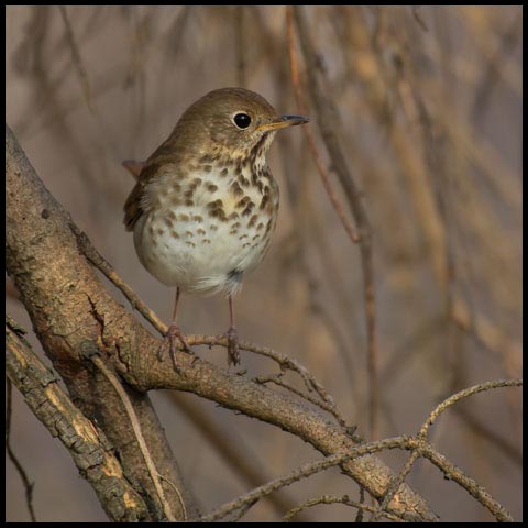 Hermit Thrush