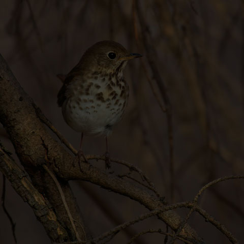 Hermit Thrush