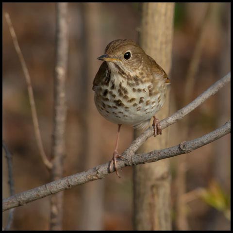 Hermit Thrush