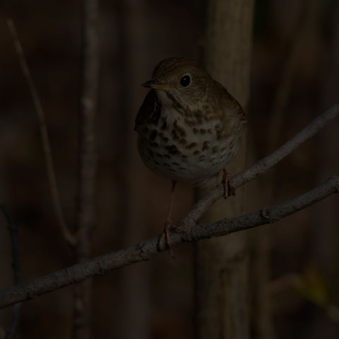 Hermit Thrush