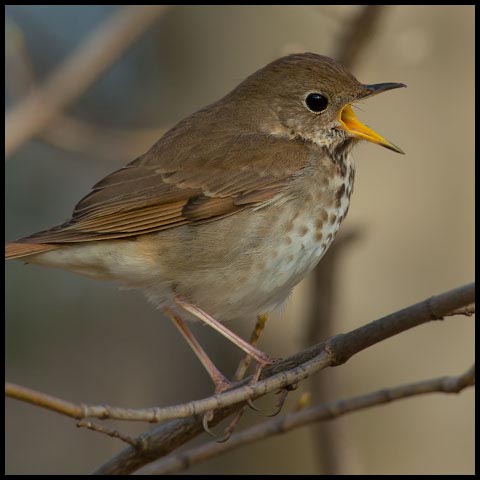 Hermit Thrush