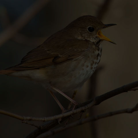 Hermit Thrush