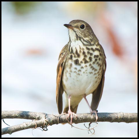 Hermit Thrush