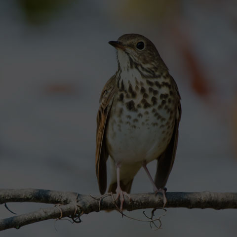 Hermit Thrush