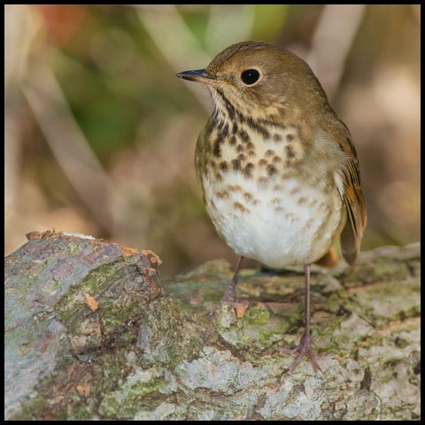 Hermit Thrush