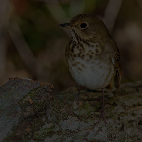 Hermit Thrush