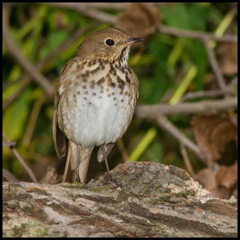 Hermit Thrush