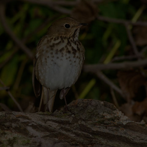 Hermit Thrush