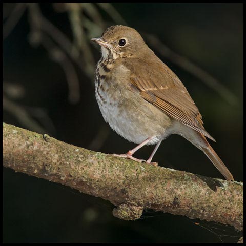 Hermit Thrush