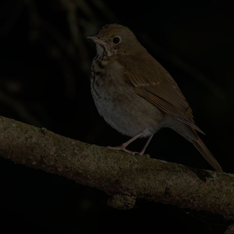 Hermit Thrush