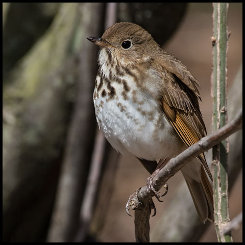 Hermit Thrush