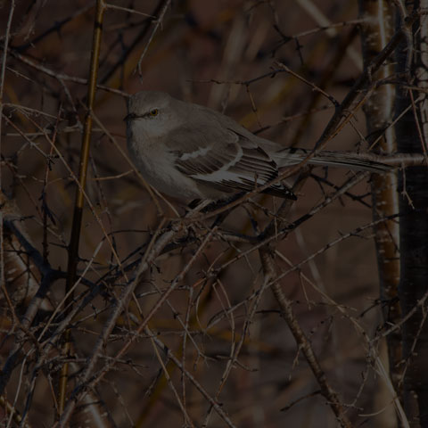 Northern Mockingbird