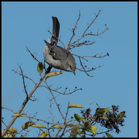 Northern Mockingbird