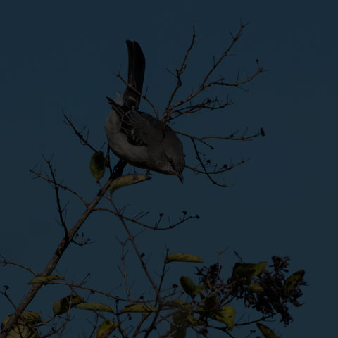 Northern Mockingbird