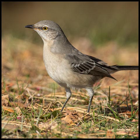 Northern Mockingbird