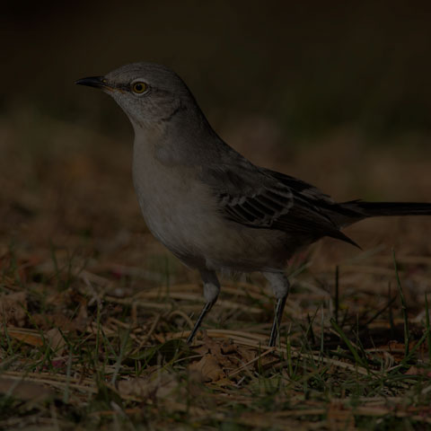 Northern Mockingbird